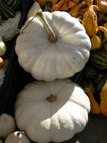 Pompoenen 'Plat Wit Boer' / 'Blanche Platt White Boer'