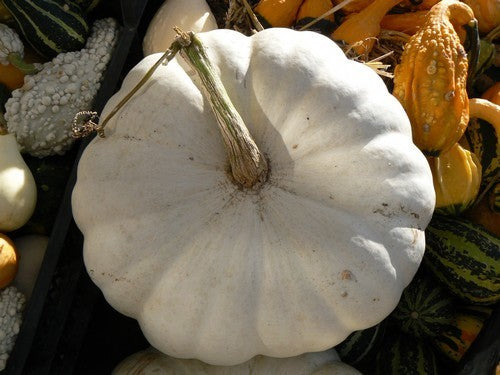 Pompoenen 'Plat Wit Boer' / 'Blanche Platt White Boer'