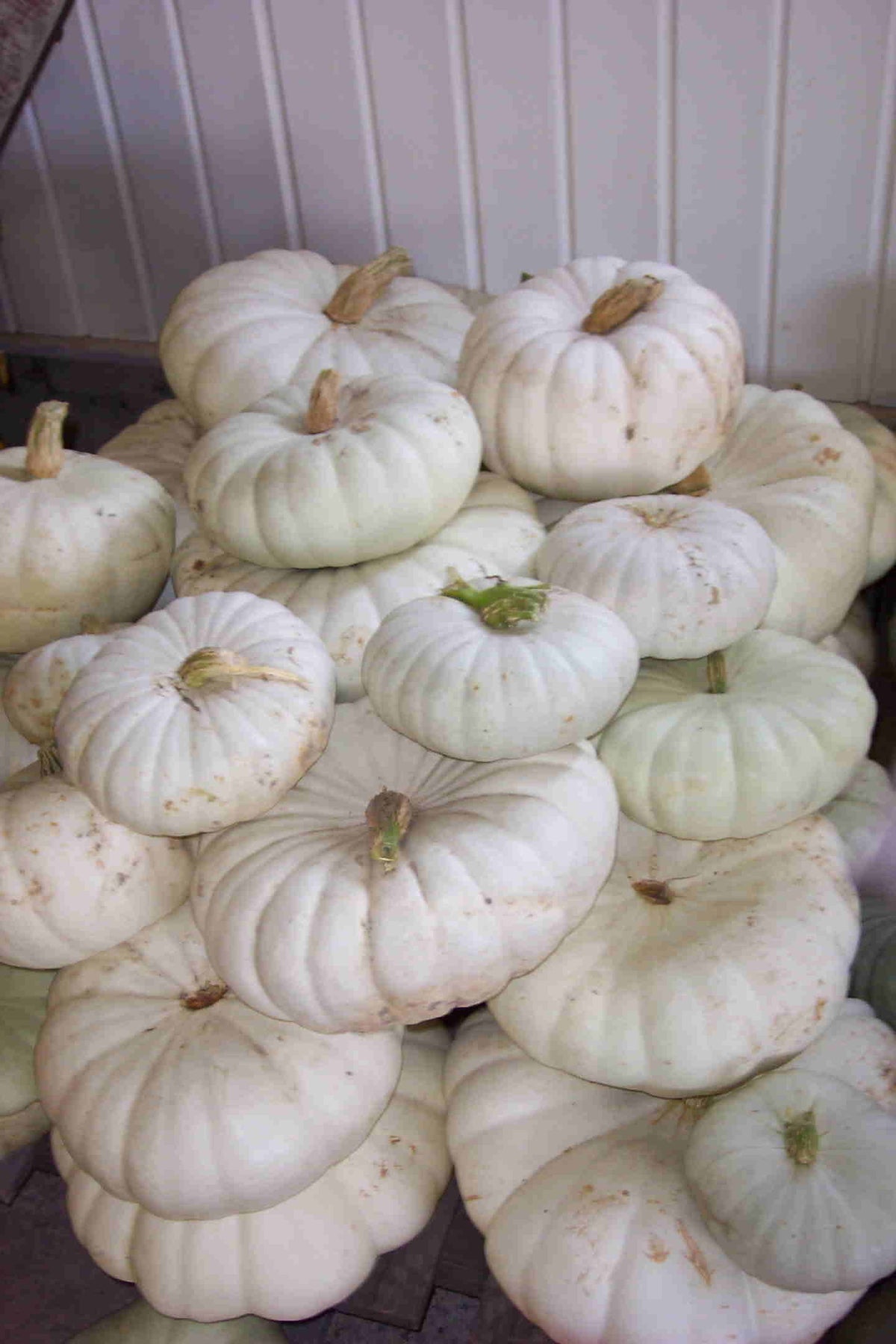 Pompoenen 'Plat Wit Boer' / 'Blanche Platt White Boer'