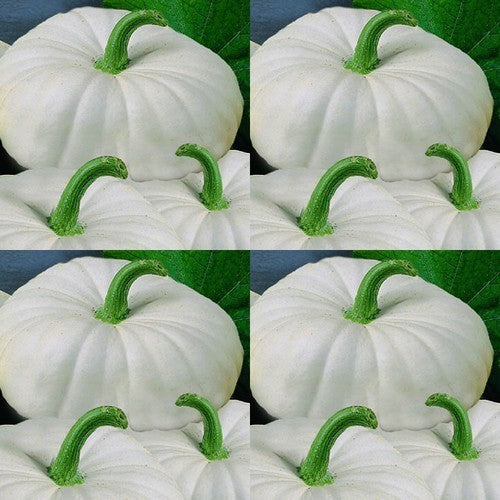 Pumpkins 'Flat White Mini Farmer' F1