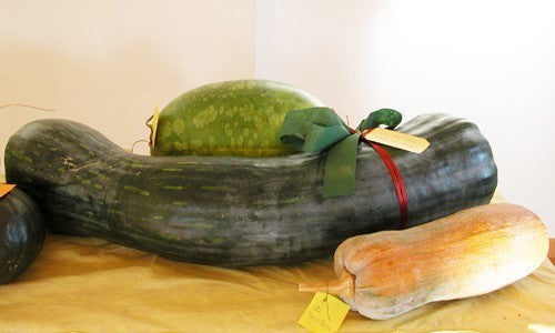 Pompoenen 'Plein de Naples' / 'Lunga di Napoli'