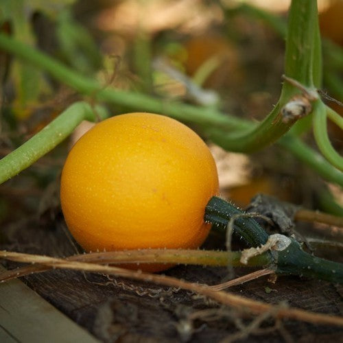 Pompoenen 'Pomme d'Or''
