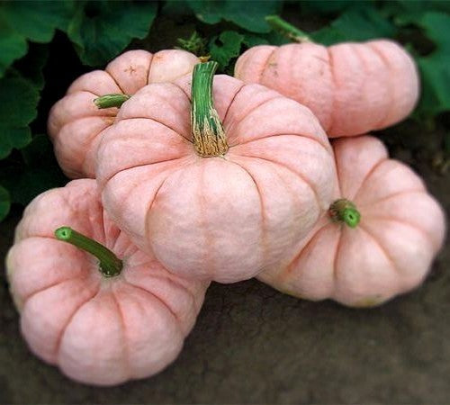 Pompoenen 'Porcelain Doll' F1