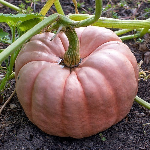Pompoenen 'Porcelain Doll' F1
