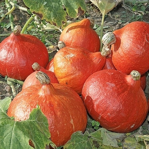 Pompoenen 'Potimarron Français'