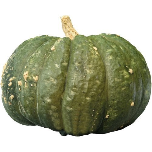 Pumpkins 'Potiron d' Argentine'