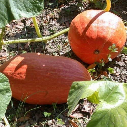 Pompoenen 'Potiron d' Alençon''
