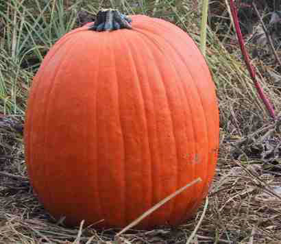 Pumpkins 'Pro Gold 510' F1 / 'Cargo' F1 / 'Gold Gem' F1