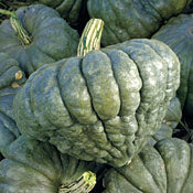 Pumpkins 'Queensland Blue'