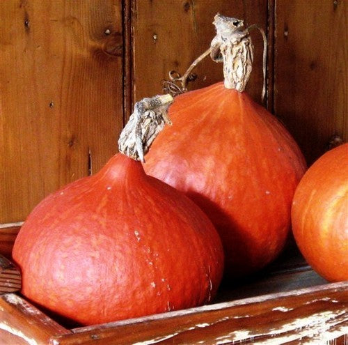 Pompoenen 'Red Kuri' / 'Uchiki Kuri' / 'Solor'