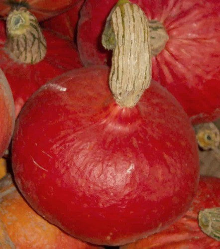 Pompoenen 'Red Kuri' / 'Uchiki Kuri' / 'Solor'