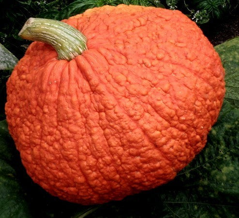 Pompoenen 'Red Warty Thing'