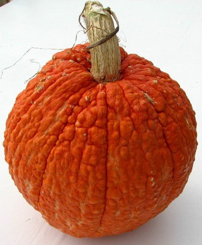 Pompoenen 'Red Warty Thing'