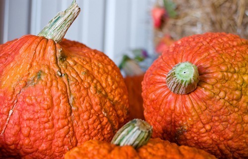 Pompoenen 'Red Warty Thing'