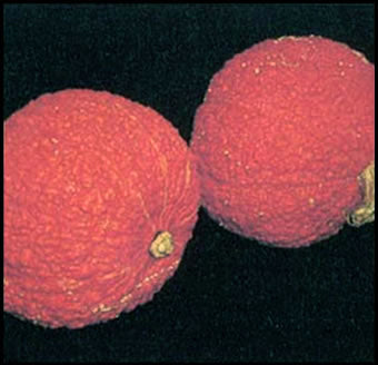 Pompoenen 'Red Warty Thing'