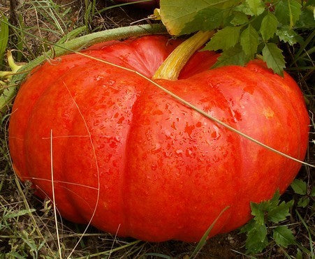 Pompoenen ‘Rouge Vif D’Étampes’ / 'Rode Centenaar'