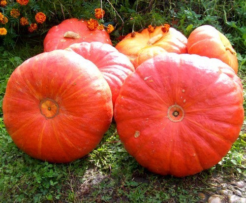 Pompoenen ‘Rouge Vif D’Étampes’ / 'Rode Centenaar'