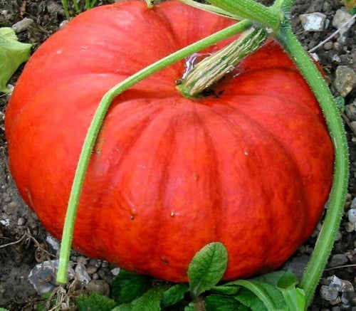 Pompoenen ‘Rouge Vif D’Étampes’ / 'Rode Centenaar'