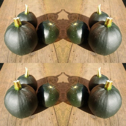Pompoenen ‘Rolet’ / (Rondini-Type)