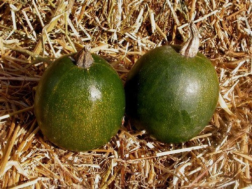 Pompoenen ‘Rolet’ / (Rondini-Type)