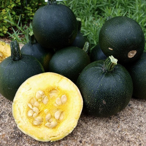 Pompoenen ‘Rolet’ / (Rondini-Type)