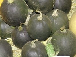 Pompoenen ‘Rolet’ / (Rondini-Type)