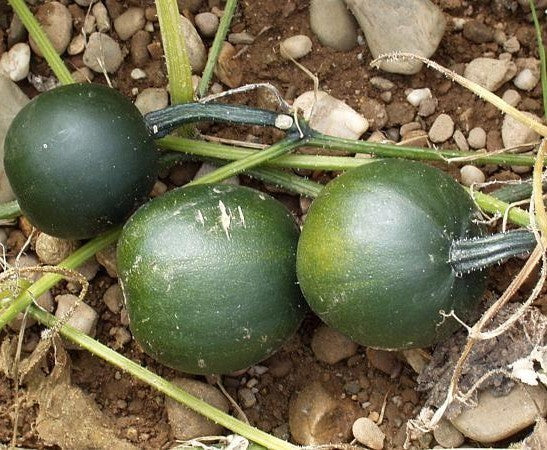Pompoenen ‘Rolet’ / (Rondini-Type)