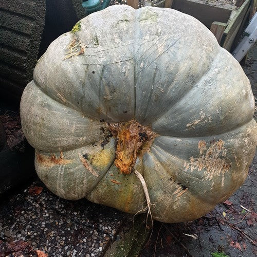 Pompoenen 'Show King'