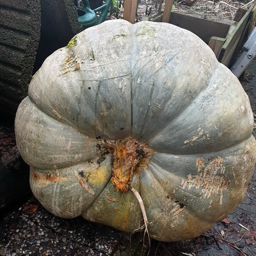 Pompoenen 'Show King'