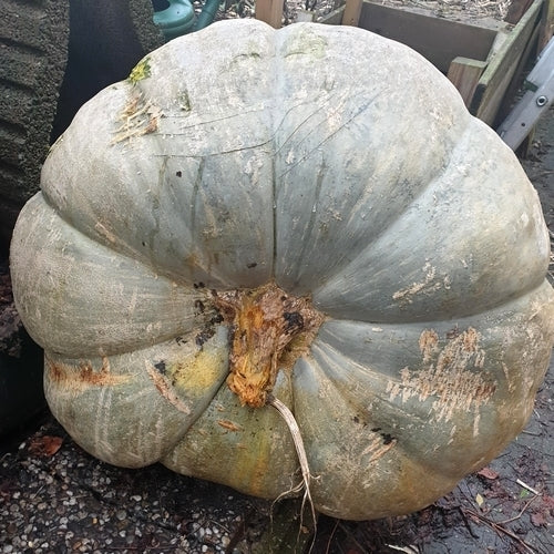 Pompoenen 'Show King'