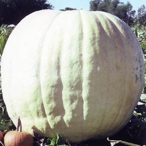 Pompoenen 'Show Winner'