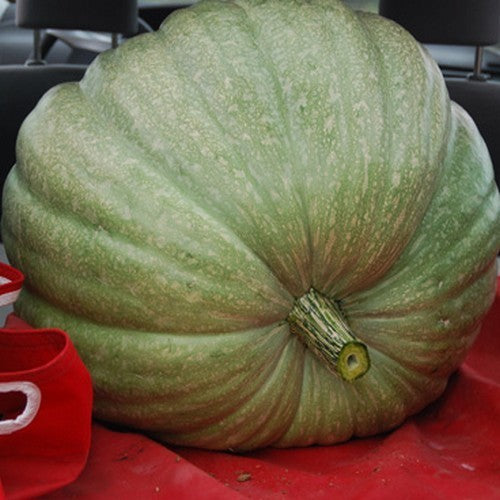 Pompoenen 'Show Winner'