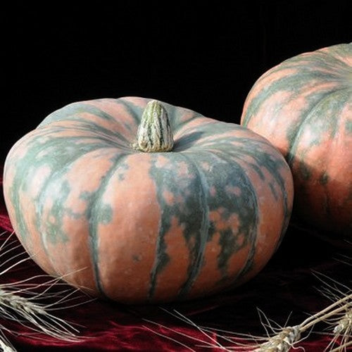 Pompoenen 'Speckled Hound' F1