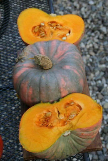 Pompoenen 'Speckled Hound' F1