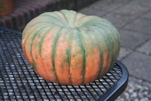 Pompoenen 'Speckled Hound' F1