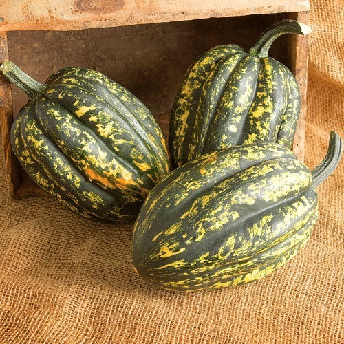 Pompoenen 'Starry Night' F1