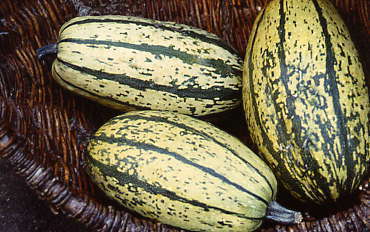 Pompoenen 'Stripetti' F1 / 'Sugaretti' F1