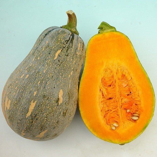 Pompoenen 'Success' F1