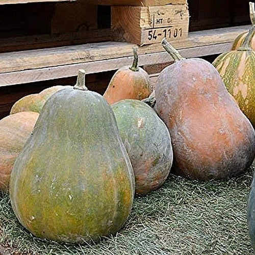 Pompoenen 'Sucrine Du Berry' / 'Sweet Berry'