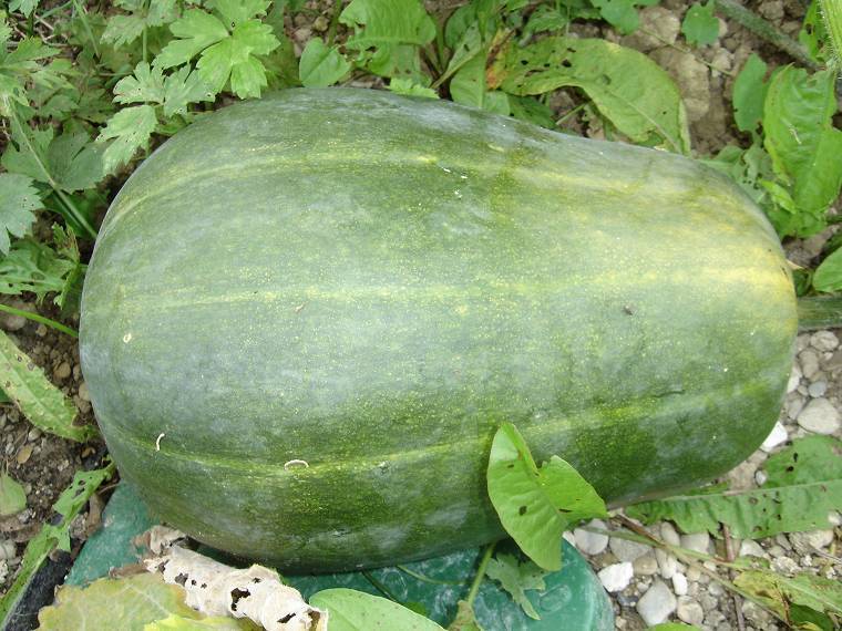 Pompoenen 'Sucrine Du Berry' / 'Sweet Berry'