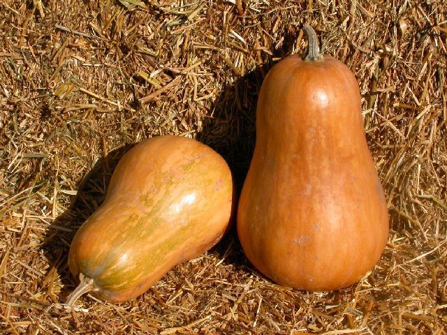 Pompoenen 'Sucrine Du Berry' / 'Sweet Berry'
