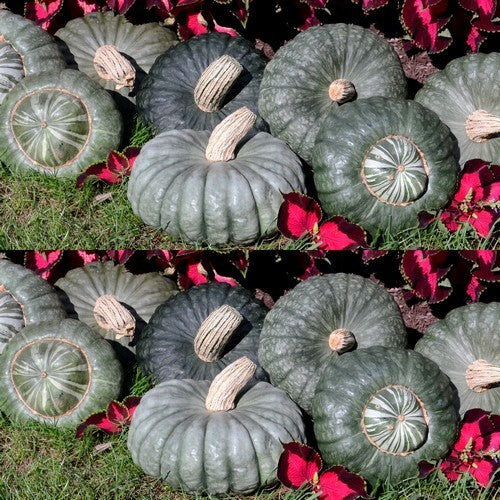 Pompoenen 'Sugar Cup' F1