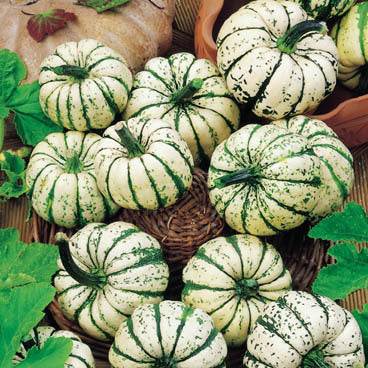 Pompoenen 'Sweet Dumpling' / 'Patidou'