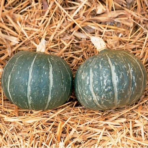 Pompoenen 'Sweet Mama' F1 / 'Cha Cha' F1