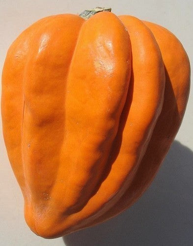 Pompoenen 'Table Gold'