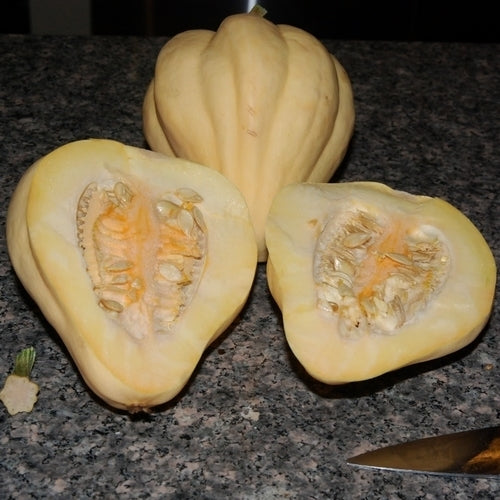 Pompoenen 'Thelma Sanders Sweet Potato'