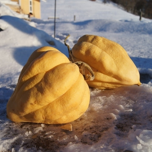 Pompoenen 'Thelma Sanders Sweet Potato'