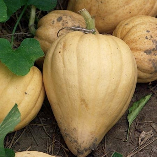 Pompoenen 'Thelma Sanders Sweet Potato'
