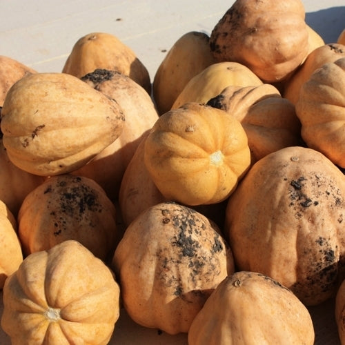 Pompoenen 'Thelma Sanders Sweet Potato'