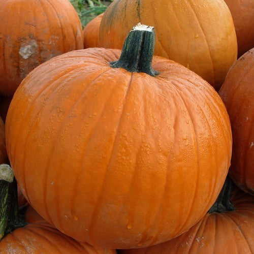 Pumpkins 'Tom Fox' / 'Gold Standard' F1